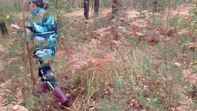 Тихая охота, грибы, сентябрь 2022, Нижегородская область, лес не далеко от города, наш улов ??? смотреть онлайн