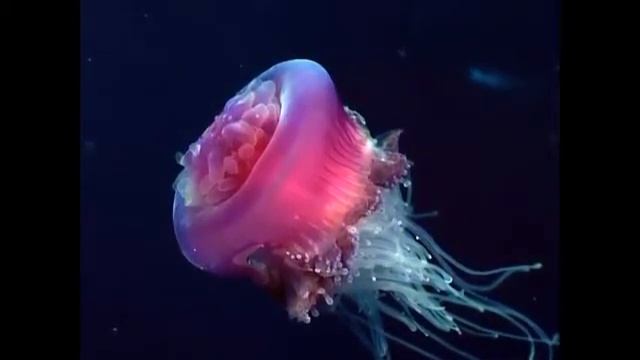 Музыка подводного мира смотреть онлайн