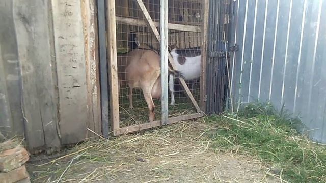 Продаю козла Альпа Чеха с удойной линии // С.Х.У смотреть онлайн