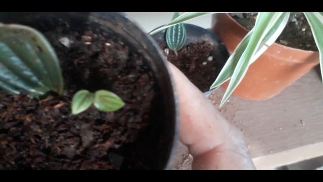 See how I successfully propagated Peperomia Caperata "Rosso" from 1 tiny leaf! смотреть онлайн
