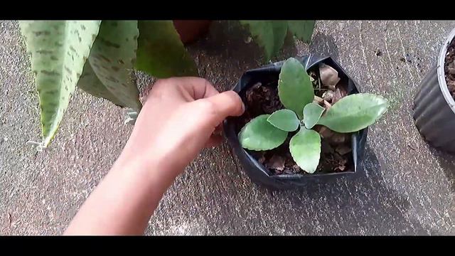 🧚♀️DULCAMARA, Beneficios y Reproducción La LLAMAN PLANTA 🧚♀️MILAGROSA🧚♂️ / смотреть онлайн