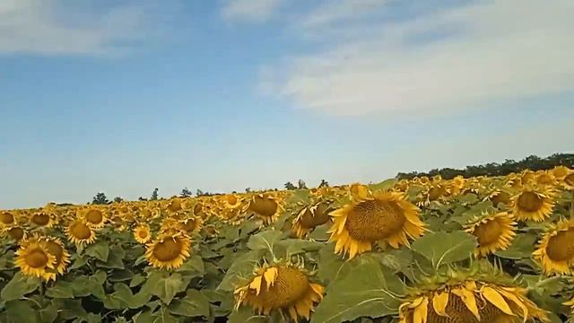 Огляд Демо поля соняшник 2023. 2 частина (Pioneer) смотреть онлайн