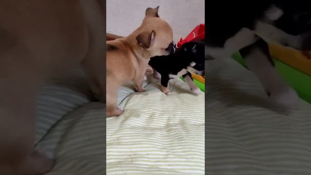 Мои антидепрессанты 😊 Щенки чихуахуа готовятся к продаже))) смотреть онлайн