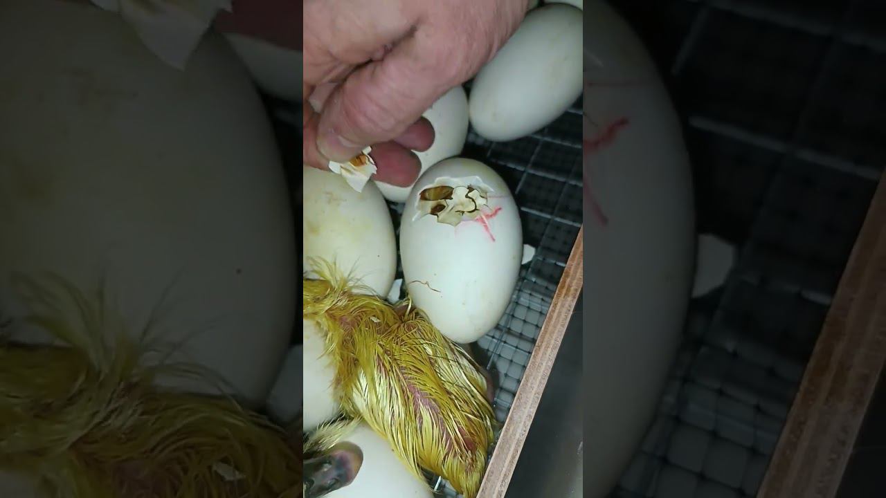 ВЫЛУП ГУСЯТ ПЕРВЫЕ СУТКИ #инкубация #animals #egg   #яйцо #дв  #гусь #линда #инкубатор #птицеводство