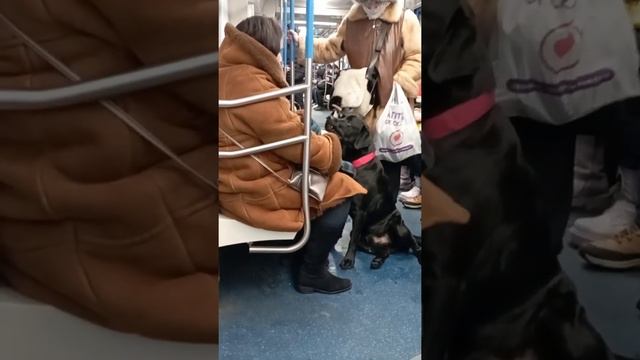 Добрейший лабрадор в метро. Москва. #москва #метро смотреть онлайн