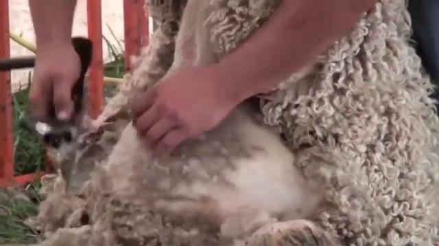 Животные в майнкрафт в реальной жизни! смотреть онлайн