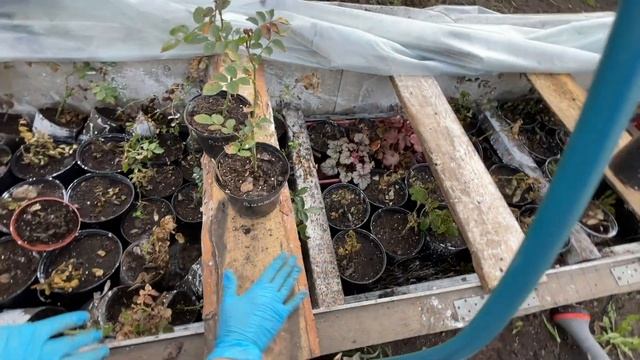 Как перезимовали розы. Как сохраняем в зиму. смотреть онлайн