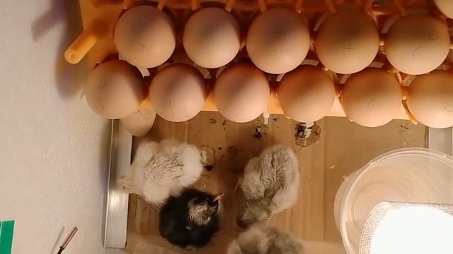 First batch | Day old chick's Java/Jersey Giant смотреть онлайн
