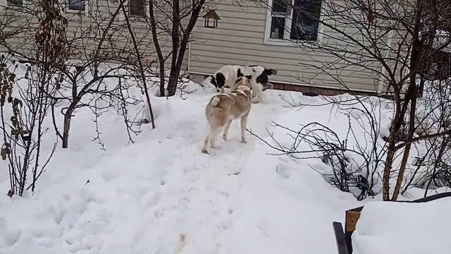 Алабай. Средеазиатская овчарка. Боня и витюша на прогулке. смотреть онлайн