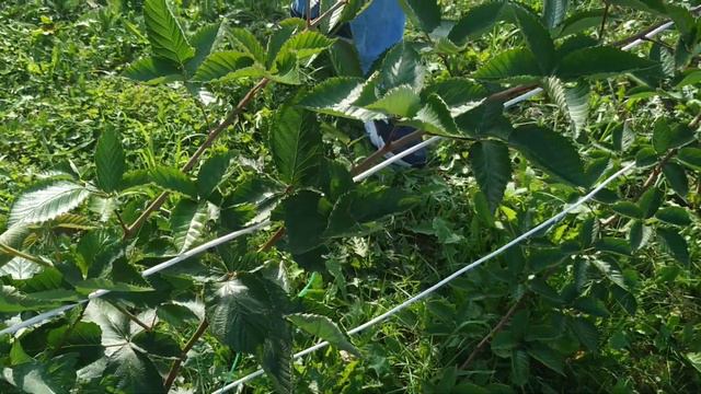 И снова ежевика. Краткий обзор сортов , как они себя показывают.