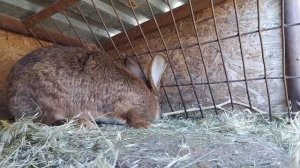 Дезинфекция клеток для кролика //Жизнь в деревне!!!