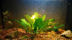 Аквариум на грунте для кактусов(вторая неделя)