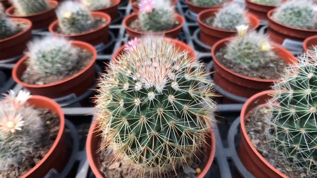 Mammillaria plumosa 仙人掌盆栽 白星 смотреть онлайн