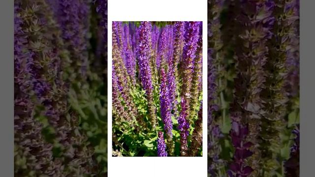 Wrzos Zwyczajny, Wrzos Pospolity