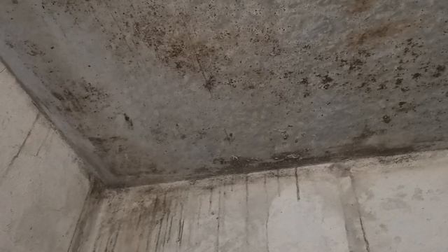 Как избавиться от плесени. Все очень просто смотреть онлайн