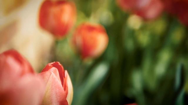 Relaxing music with Tulips смотреть онлайн