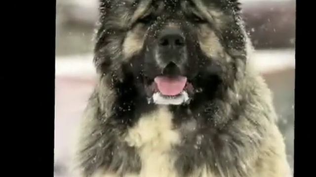 вы набрали много лайков про собак и вот ещё!!!! ❤💖💖 смотреть онлайн