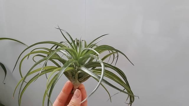 Тилландсии 3 года спустя Цветение головы медузы смотреть онлайн