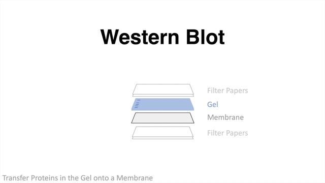 Western Blot / Protein Immunoblot explained смотреть онлайн