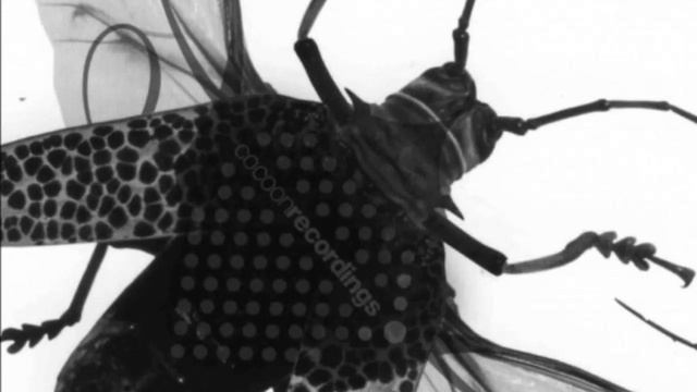 Cocoon Mix 006 -In The Mix: Rize And Fall- (24-09-2003) - Pascal FEOS смотреть онлайн