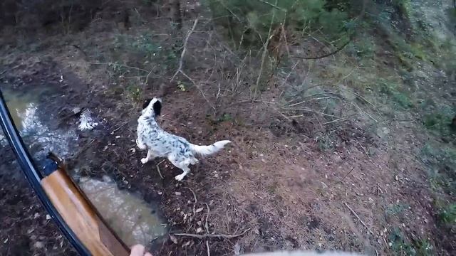 chasse a la bécasse avec setter anglais ( cachou et dipsie ) смотреть онлайн