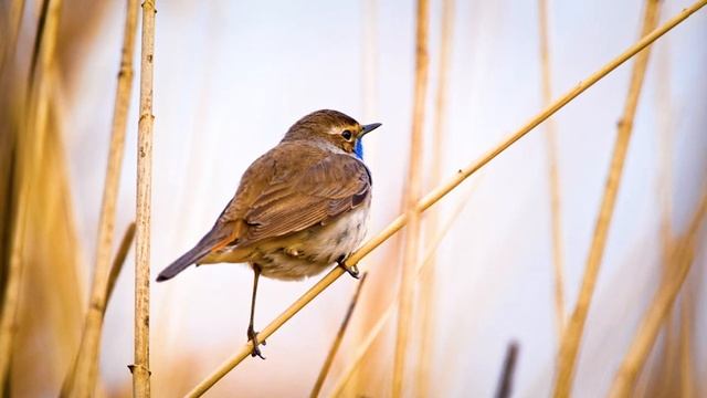 Природа Расслабляющая Музыка ? Лечебная Музыка Для Сердца И Сосудов, Релакс, Музыка Для Души