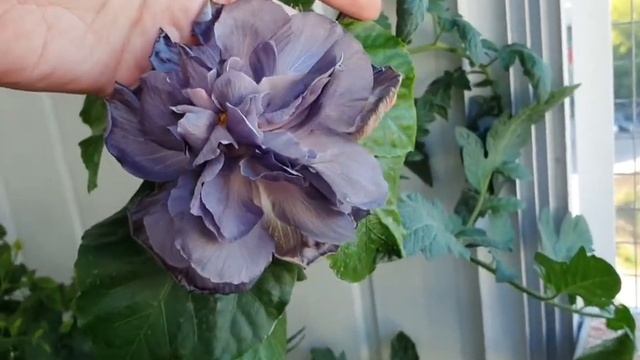 #Гибискус Formosa Black Pearl ?? #Hibiskus #FormosaBlackPearl #Москва #моицветы #flower #герагибис смотреть онлайн