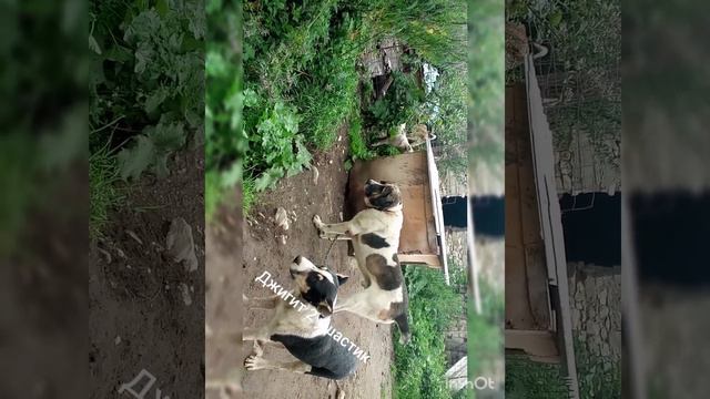 джигит 2 ушастик Мияги смотреть онлайн