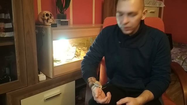 Бородатая агама. Плюсы и минусы