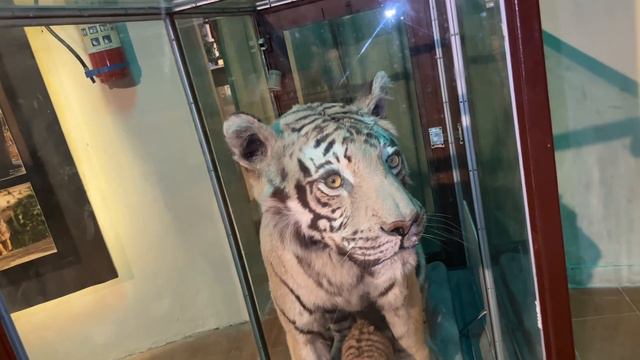 Ye Hai Real Tiger ? Kya Hua eske Sath ? смотреть онлайн