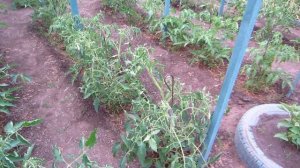 Безрассадный способ выращивания томатов ! (2 часть) Томаты в открытом грунте!  Июнь