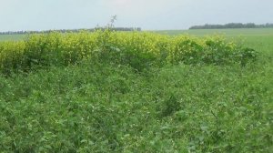 Возделывание гороха по "чистой" технологии. Биополе гороха в "Био-хуторе Петровском"