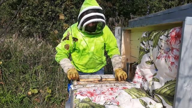 Объединенная семейка карники в сундуке - 12.09.2020