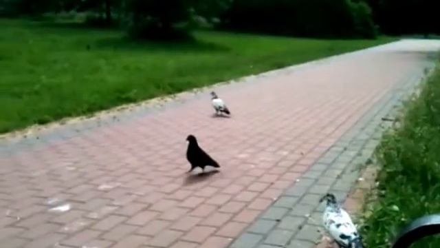Копия видео голуби в парке смотреть онлайн