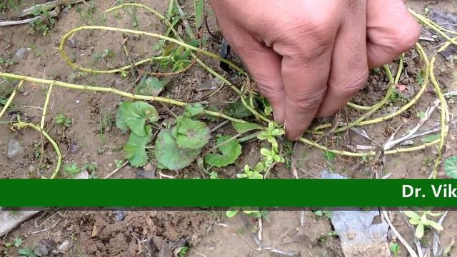 Difference Between Gotukola and Bramhi - Health Benefits смотреть онлайн