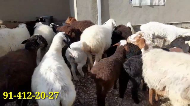 22 ta bo'g'oz va ona bola qo'ylar sotiladi. смотреть онлайн