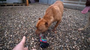 Кими и Граф вцепились ! Питбуль Граф переборол страх! Что было дальше? Занятие на удочку с питбулям