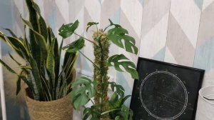 монстера минима ?рафидофора ?уход за монстерой ?тотем опора ?новости о растениях ?