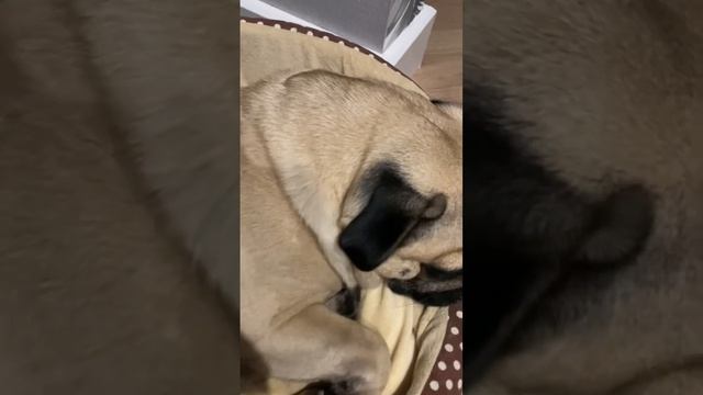 Это Афродита, богиня любви и красоты. Во морда #shorts #pug #pugs #морс смотреть онлайн