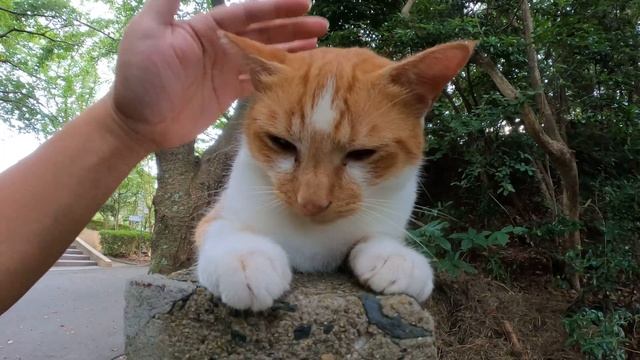 ブロック塀で一休みをする茶シロ猫を遊びに誘ったら山へ帰ってしまった смотреть онлайн