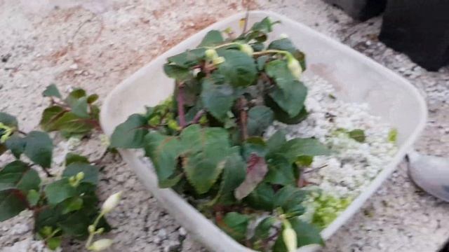 Укоренение фуксии .