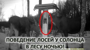 Охота. Поведение лосей у солонца ночью.