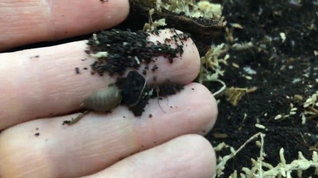 Isopod Macro Lens Tour: Part 2: Porcellio смотреть онлайн