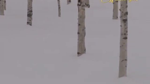 "МИМОХОДОМ", 29 октября 2014 год. Автор проекта О. Дзиов смотреть онлайн