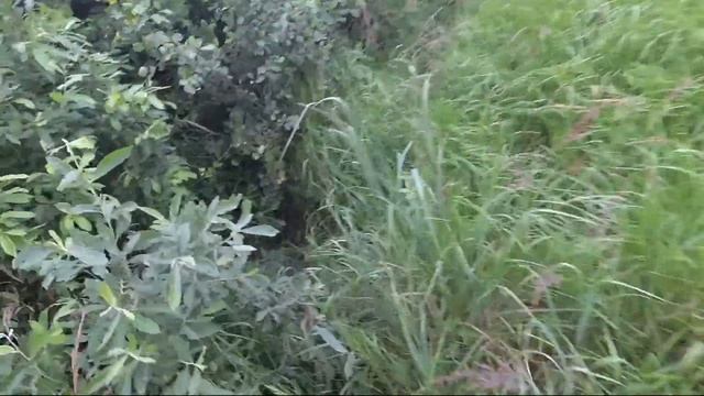 Золотой карась. Где клюет золотой карась. Ловля черного карася. Как поймать густеру и плотву. смотреть онлайн