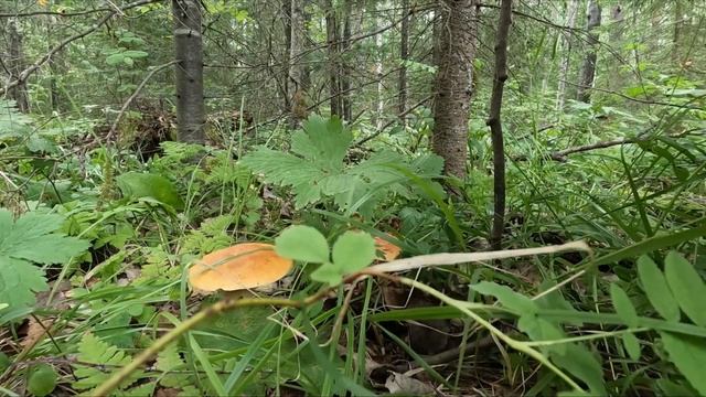 ГРИБНОЙ ЛЕС! Грибы 2023