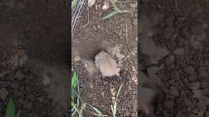 домашний хомячок роет нору