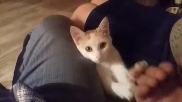 Кот-барабанщик смотреть онлайн