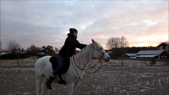 Träningsfilm- Börja rida i halsring смотреть онлайн