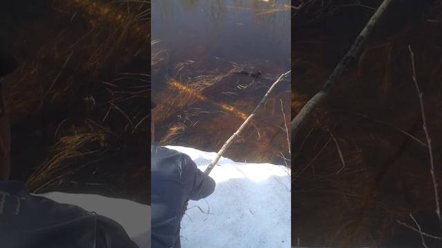 ловля щуки на петлю смотреть онлайн